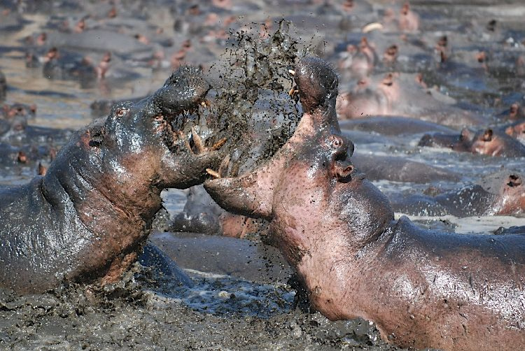 hippos fight