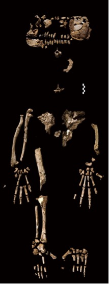 ardi