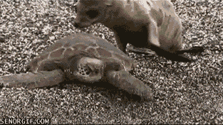 sea-lion-turtle