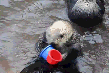 otter