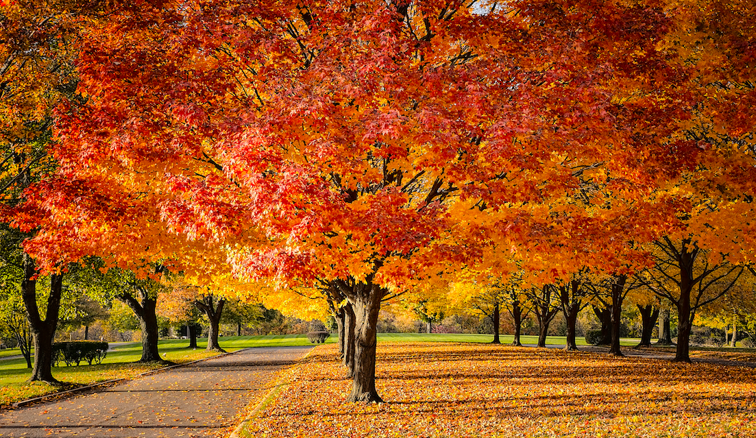 Fall {Foliage}: When Keeping It Real Goes Wrong - The Prompt Magazine